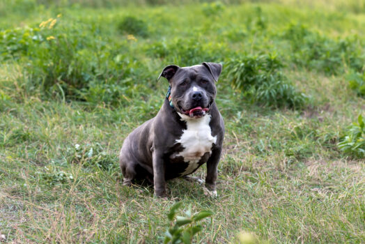 Tyson