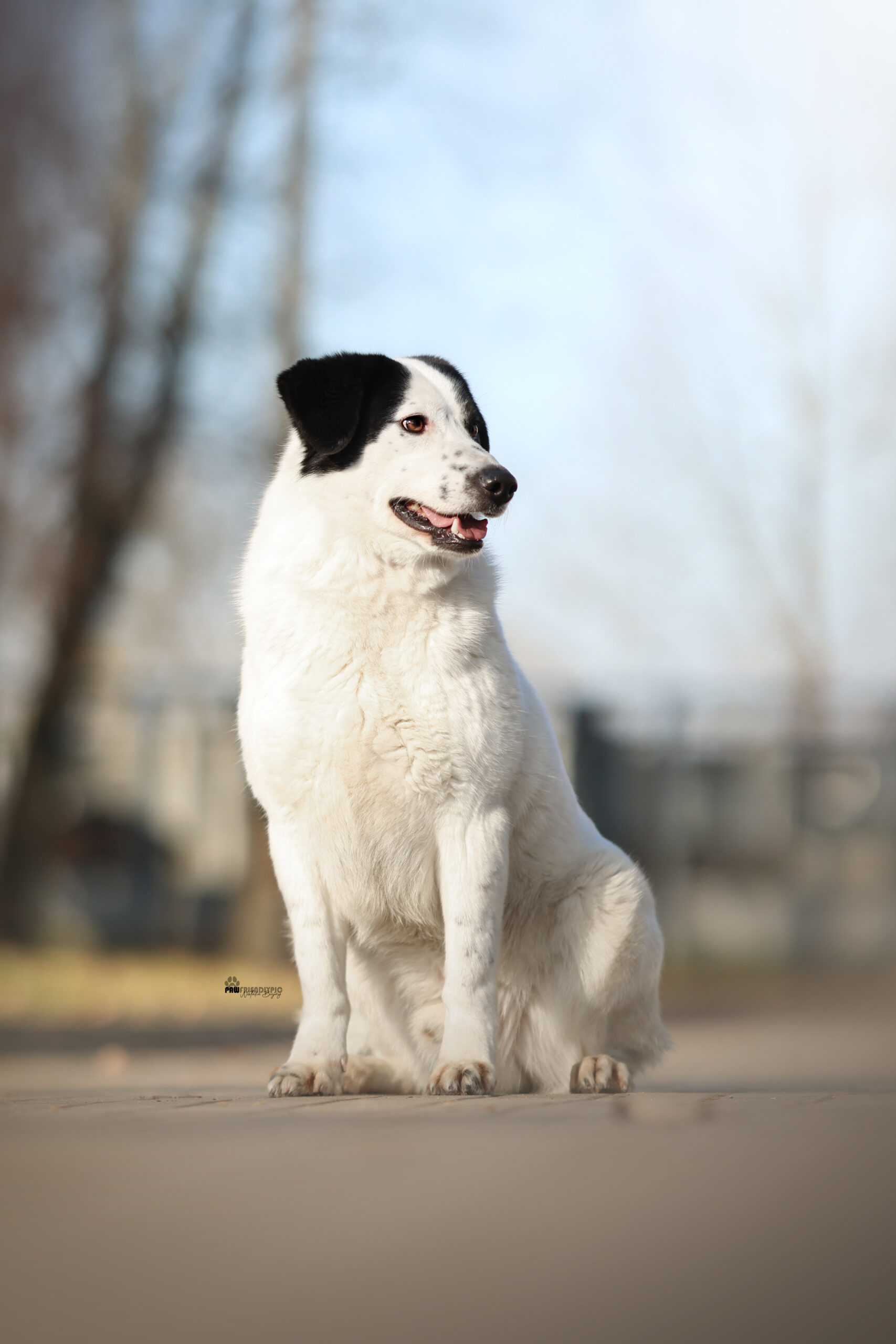 Laluś